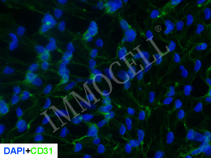 hPSC来源内皮细胞 iEC(IPSC)