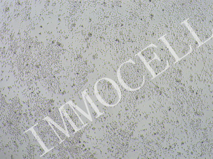 小鼠脾脏naive CD8+T细胞