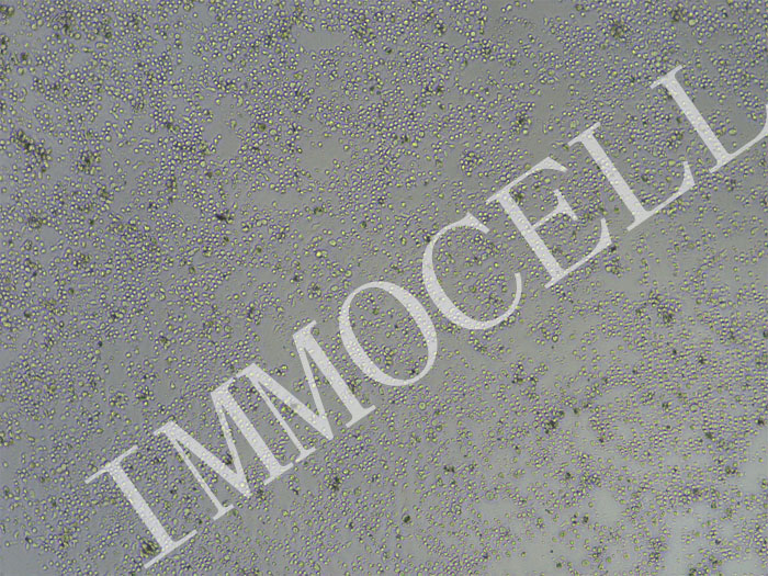 小鼠脾脏Naive CD3+T细胞