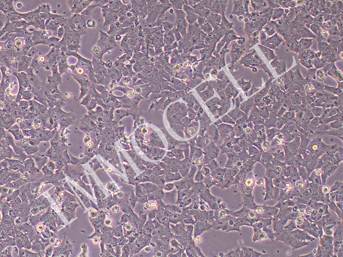 GT1-7小鼠下丘脑神经元细胞
