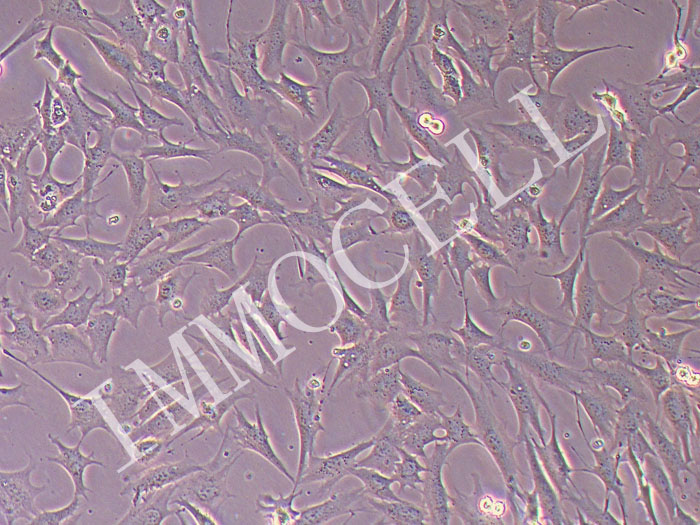 GC-2spd (ts)小鼠精母细胞（种属鉴定）