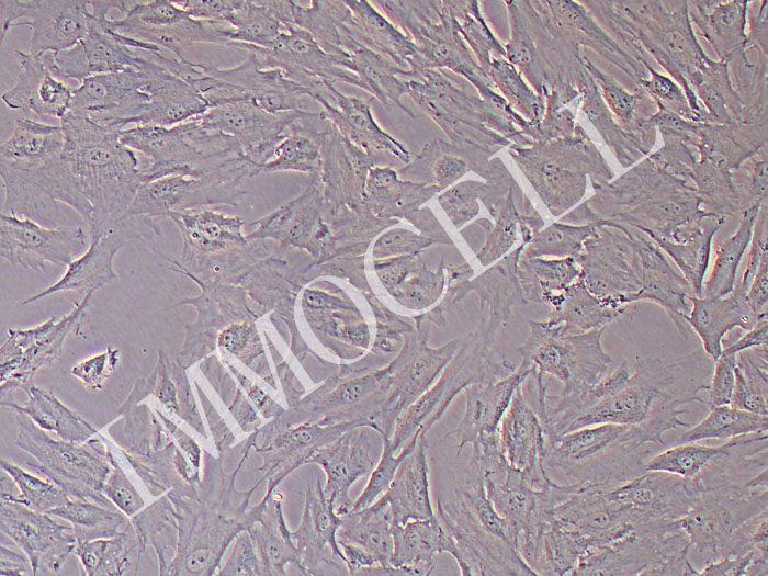 绵羊子宫内膜基质细胞