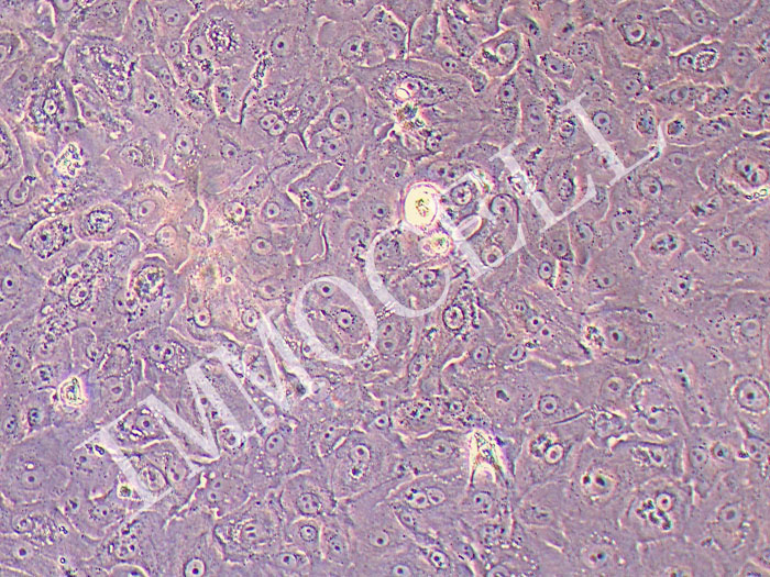 人包皮角质形成细胞