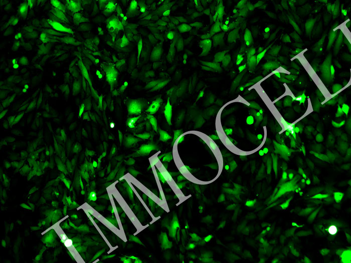 ICC-X1-mStayGold-puro人肝内胆管癌细胞