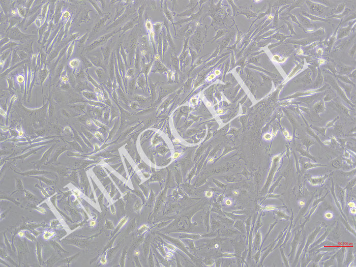ICC-X1-Nluc-puro人肝内胆管癌细胞