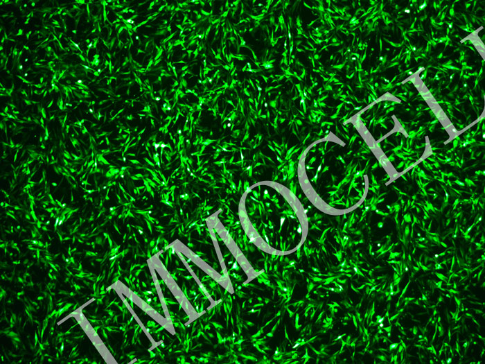 ICC-X2-mStayGold-puro人肝内胆管癌细胞