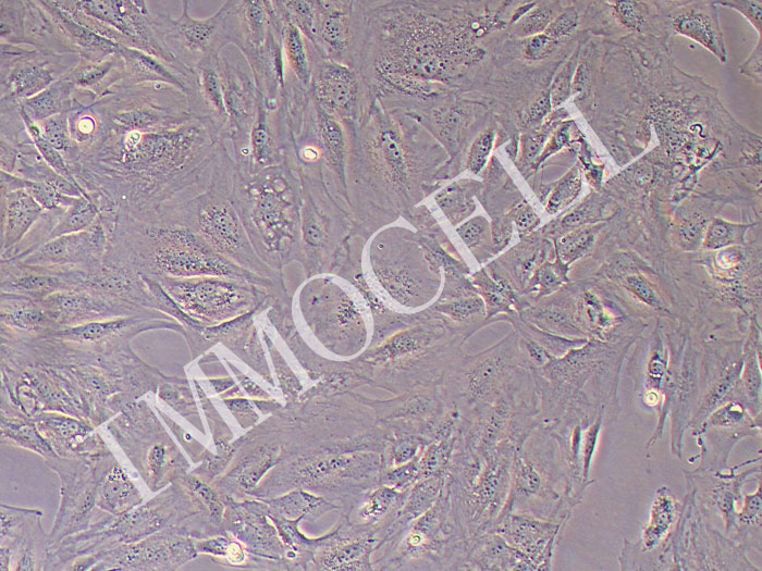 MC3T3-E1小鼠胚胎成骨细胞（STR鉴定正确）
