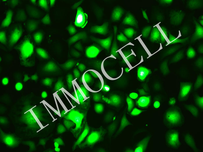 GBC-X1-mStayGold-puro人胆囊癌细胞