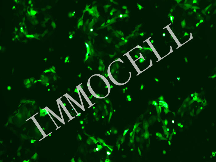 PDAC-X1-mStayGold-puro人胰腺癌细胞