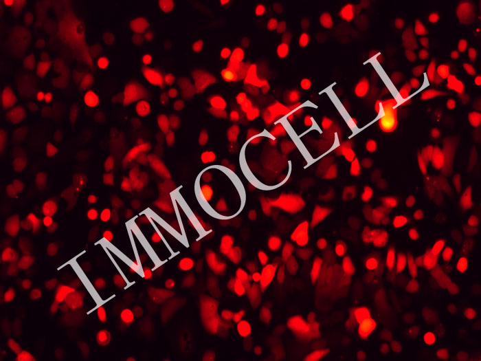 PDAC-X2-mScarlet3-puro人胰腺癌细胞