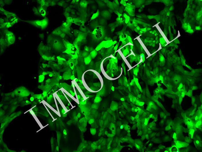 PDAC-X2-mStayGold-puro人胰腺癌细胞