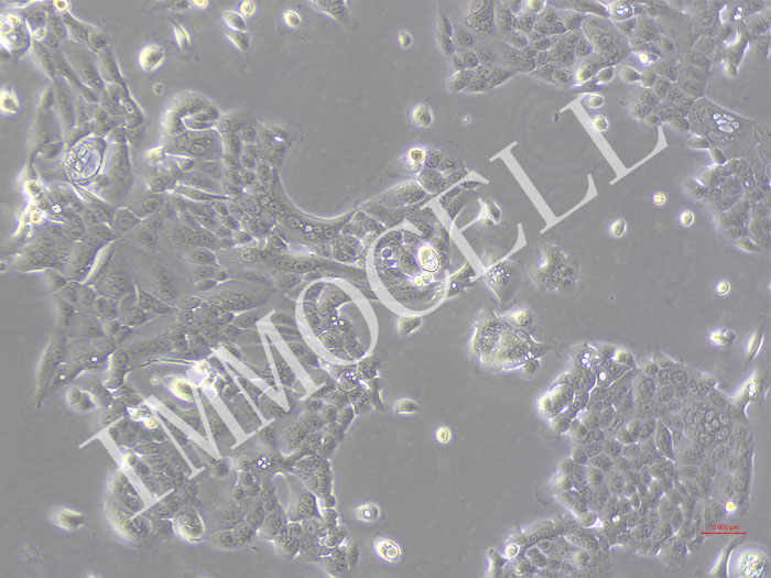 PDAC-X2-Nluc-puro人胰腺癌细胞