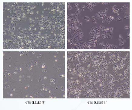 支原体污染清除前后细胞形态对比图