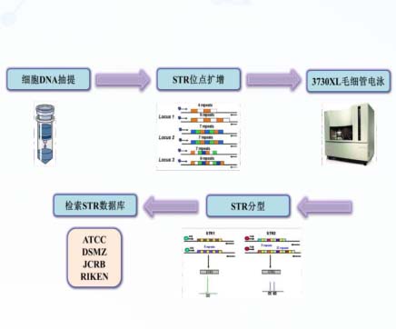 细胞STR鉴定检测流程图