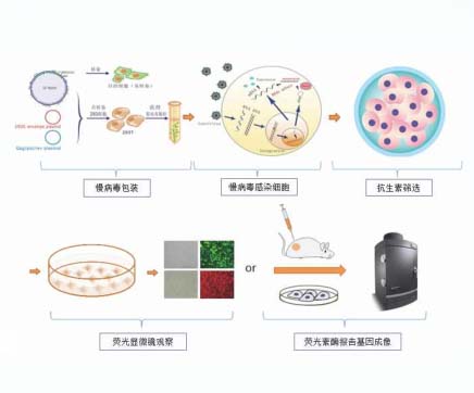 细胞荧光标记操作流程图