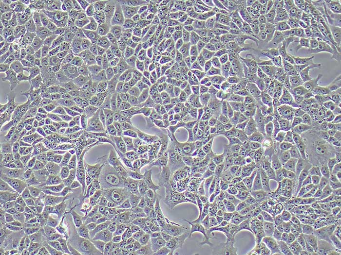 RENCA细胞图片