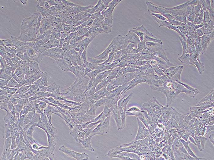 BALB/3T3细胞细胞图片