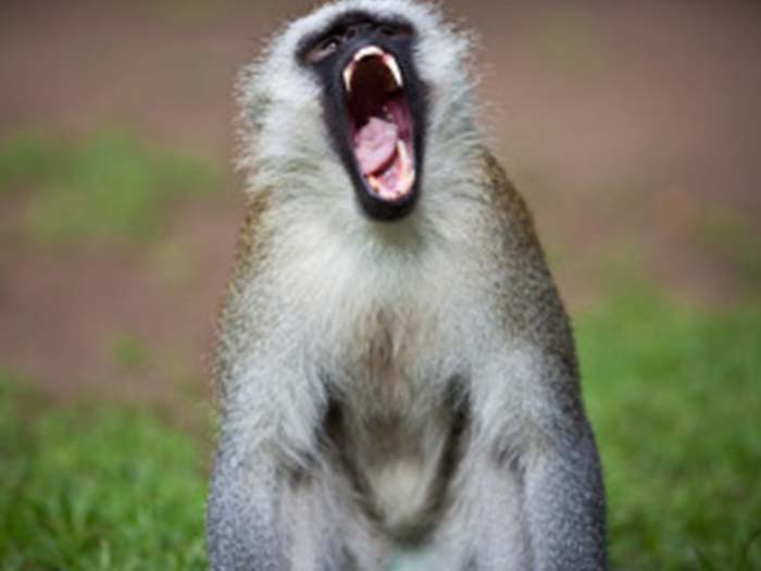 Vero细胞（非洲绿猴肾细胞）