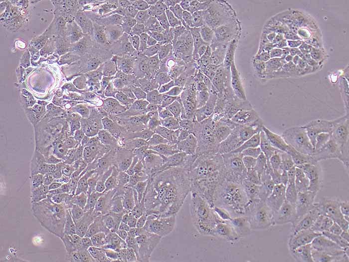 SCL-1细胞细胞图片