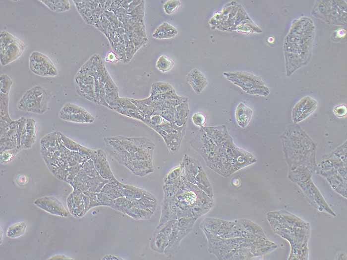 Li-7细胞细胞图片