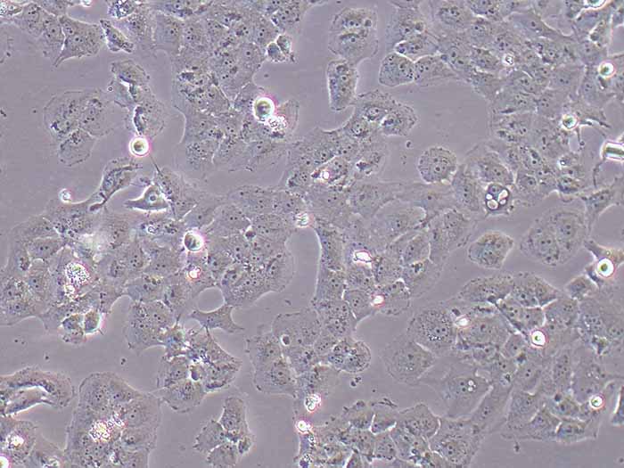 MCF-7/ADR人乳腺癌阿霉素耐药细胞株