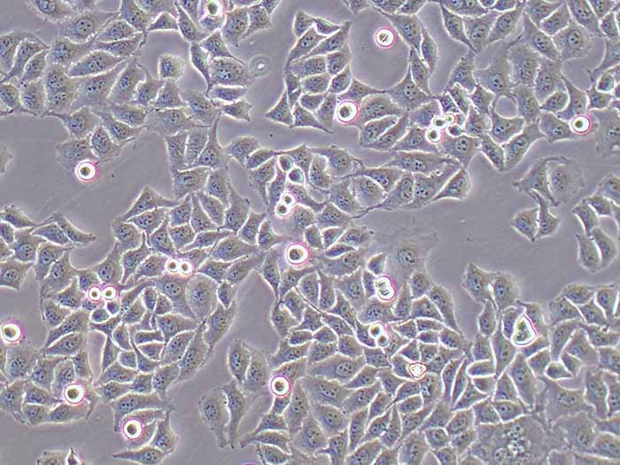 chang liver细胞图片