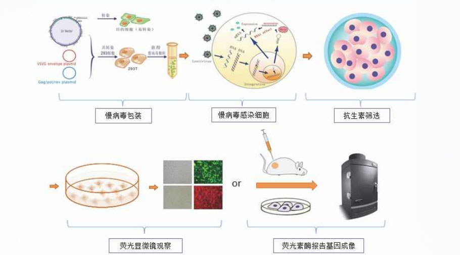 细胞荧光标记流程