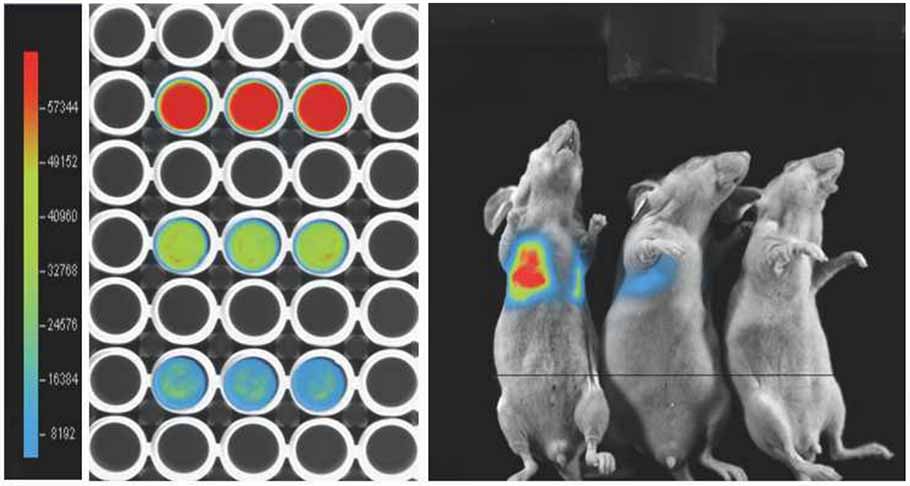 荧光凝胶成像仪分别在细胞和小鼠体内检测荧光素酶反应发光效果