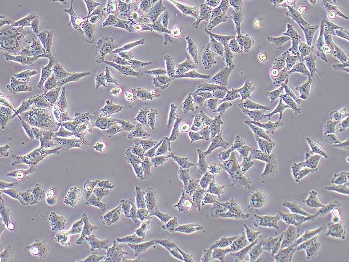 AN3CA细胞细胞图片