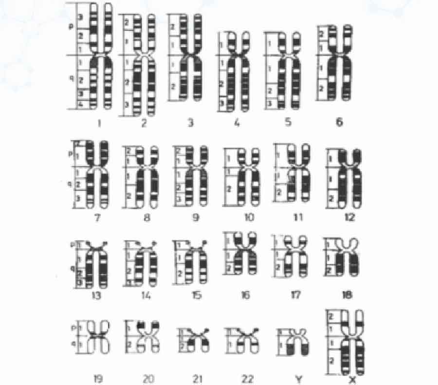 人类染色体核型G显带标准图谱