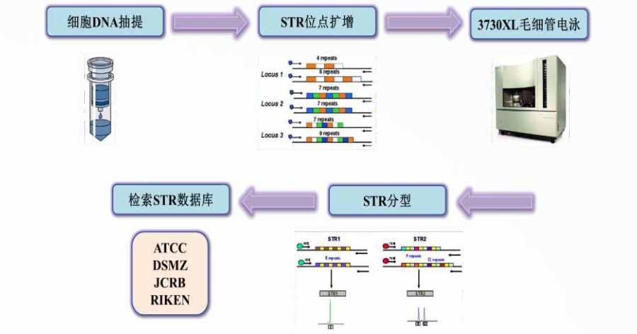 细胞str鉴定流程图