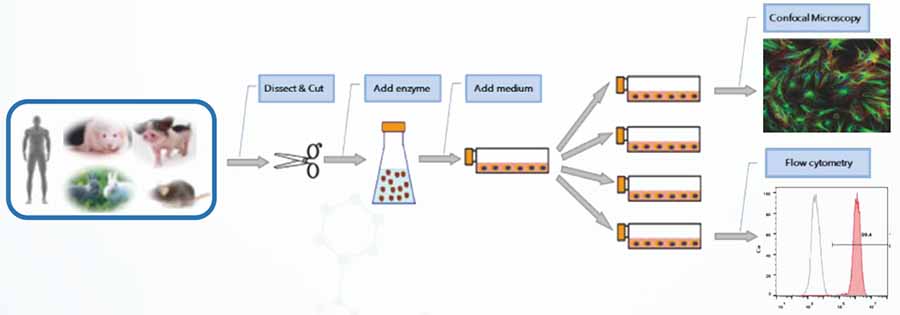 原代细胞培养操作流程图