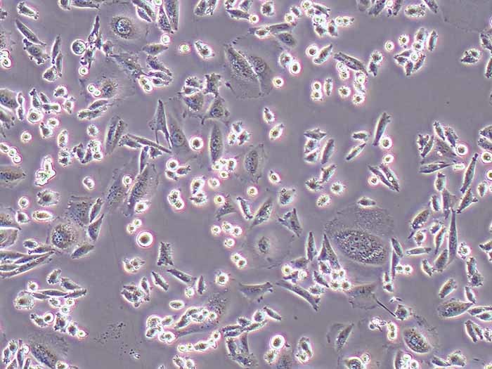 CHO-K1细胞图片