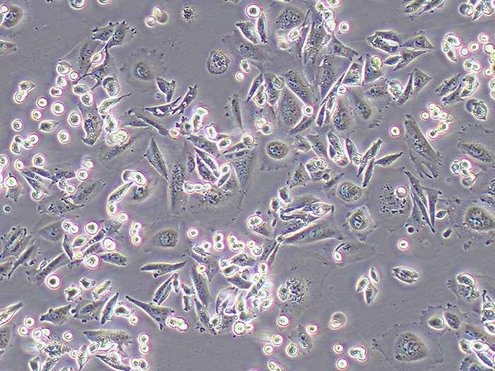 CHO-K1中国仓鼠卵巢细胞图片