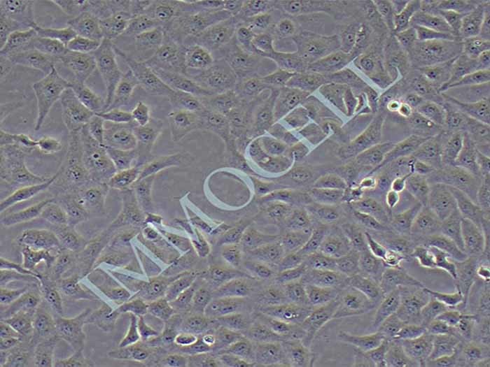 非洲绿猴肾细胞图片