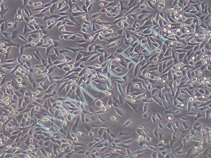 4T1小鼠乳腺癌细胞（种属鉴定正确）