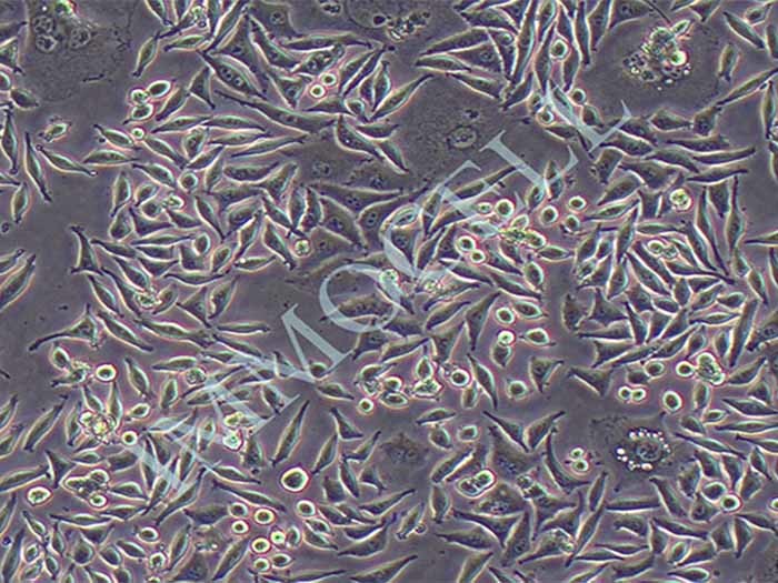 L929小鼠成纤维细胞图片