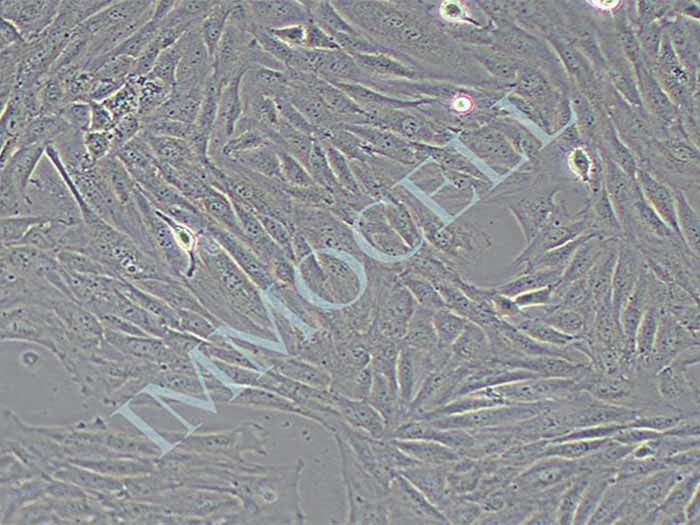 H9C2大鼠心肌细胞（种属鉴定正确）图片