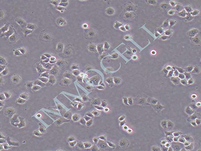 HO-8910PM细胞图片