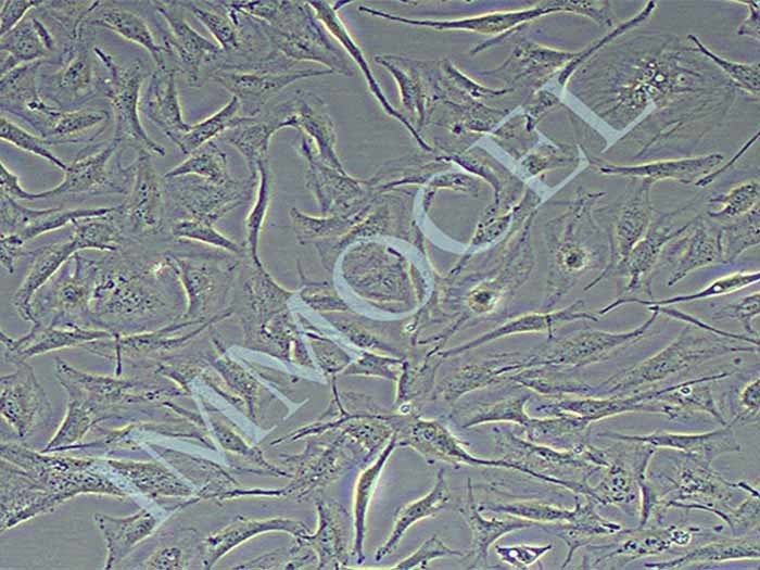 SW579细胞细胞图片