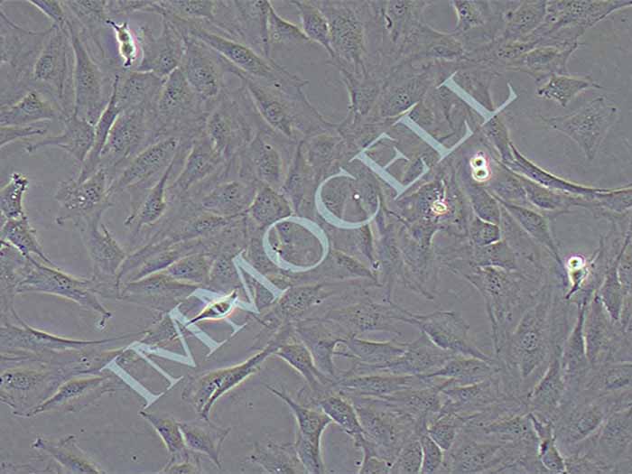 MC3T3-E1细胞细胞图片
