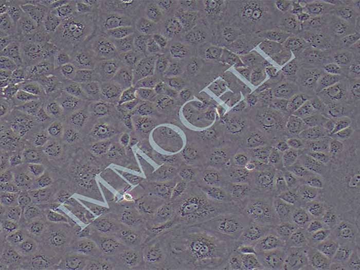 MPC-5细胞细胞图片