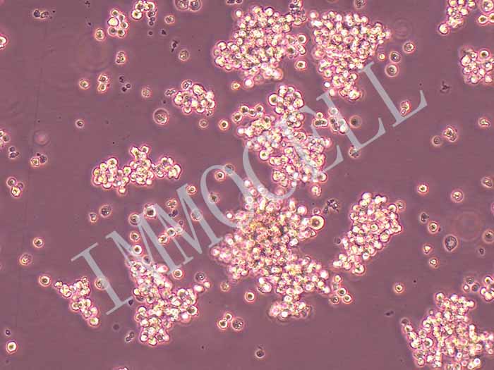 NCI-H524细胞图片