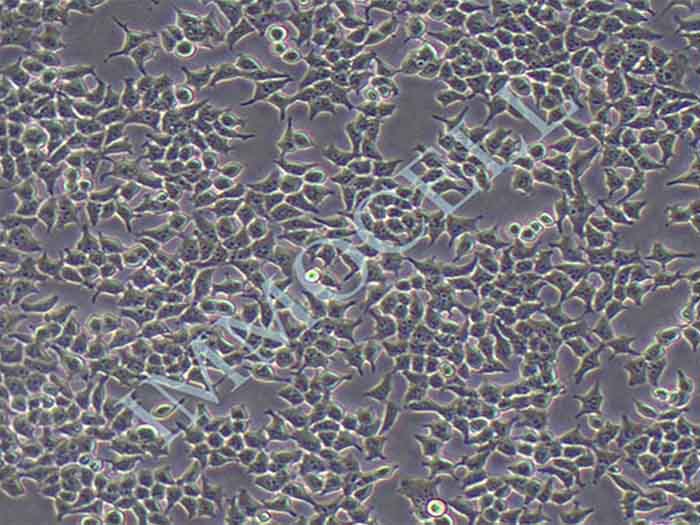 HEK293-copGFP细胞图片