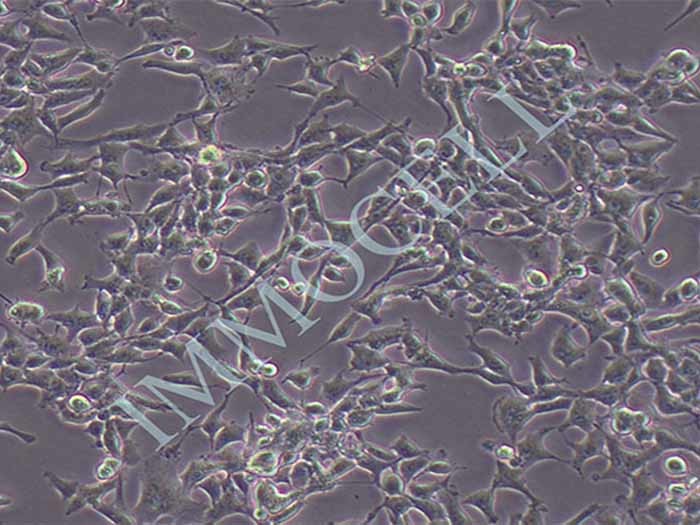 RD-LUC细胞图片
