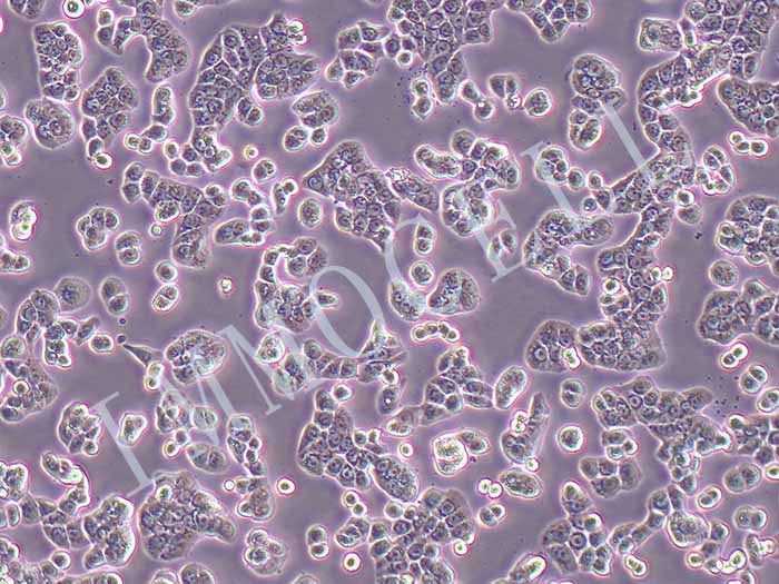 HT29-LUC（人结肠癌细胞-荧光素酶标记（STR鉴定正确））图片