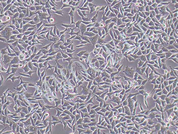 RKO-LUC细胞图片
